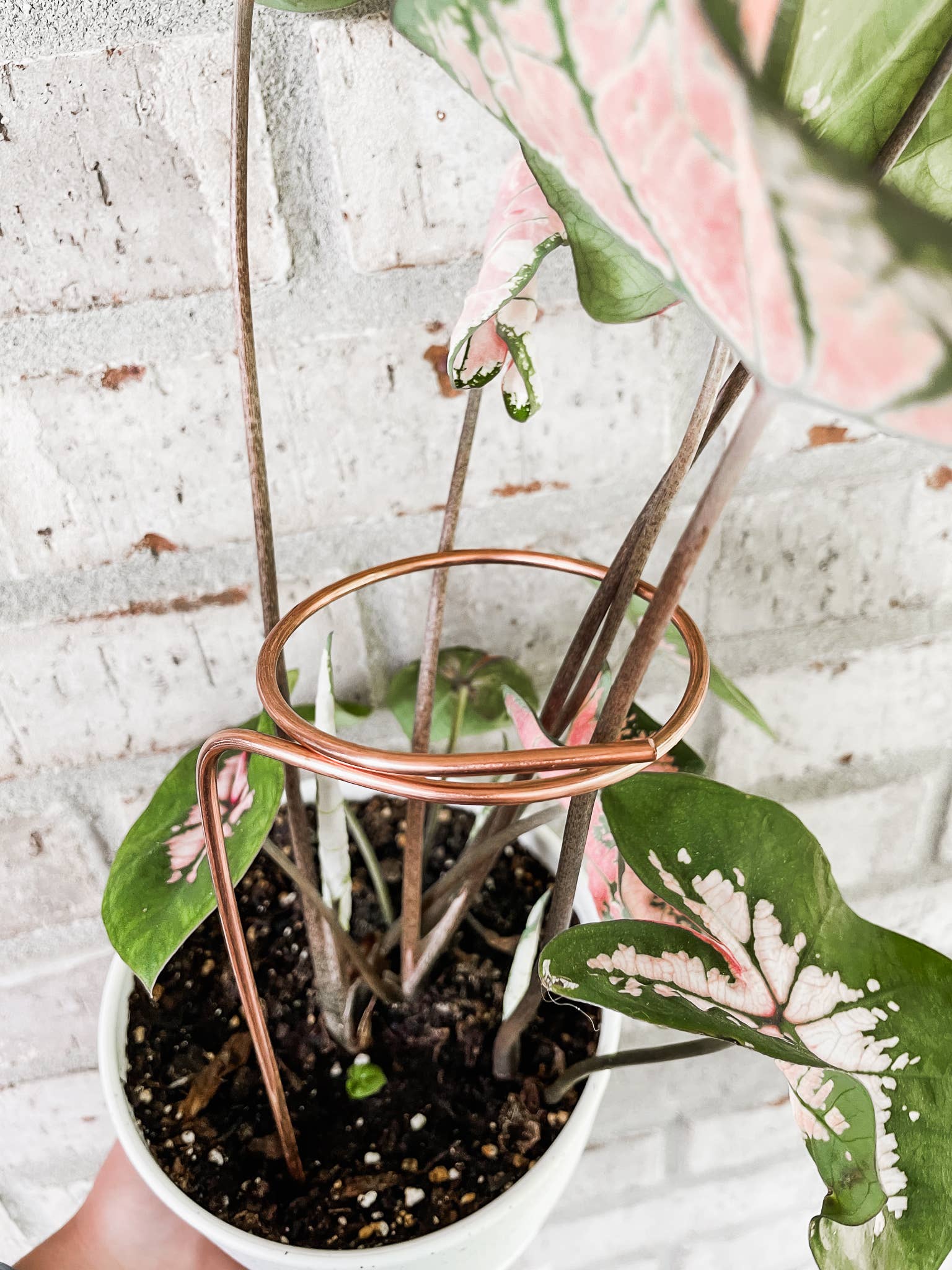 Copper Loop Plant Trellis - 6 or 9 inches: 9 inches