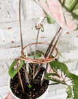 Copper Loop Plant Trellis - 6 or 9 inches: 9 inches