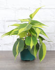 Brazil Philodendron - Live Plant