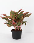 Red Siam Aglaonema -  Live Plant