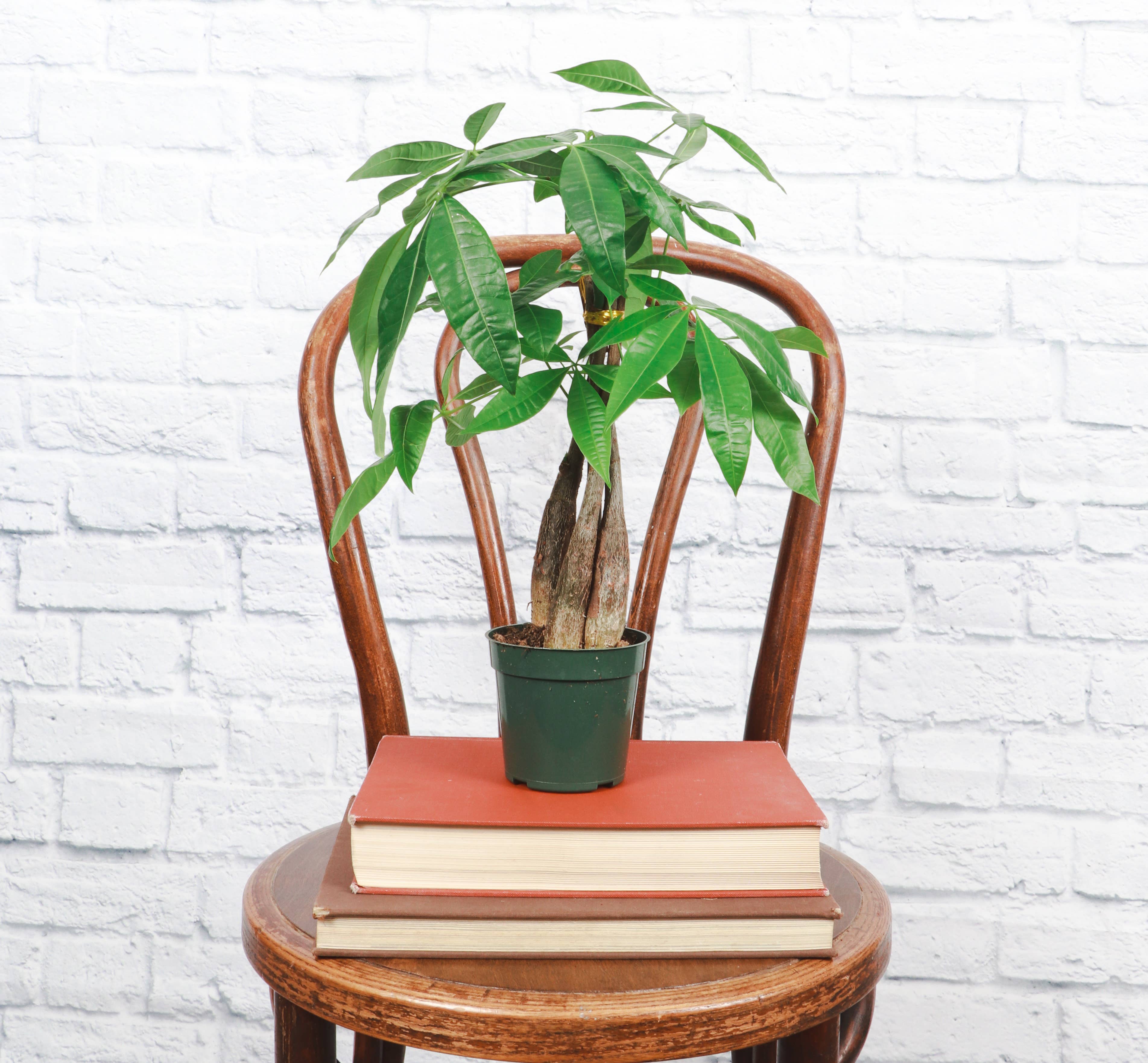 Money Tree - 4&quot; Live Plant