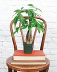 Money Tree - 4" Live Plant