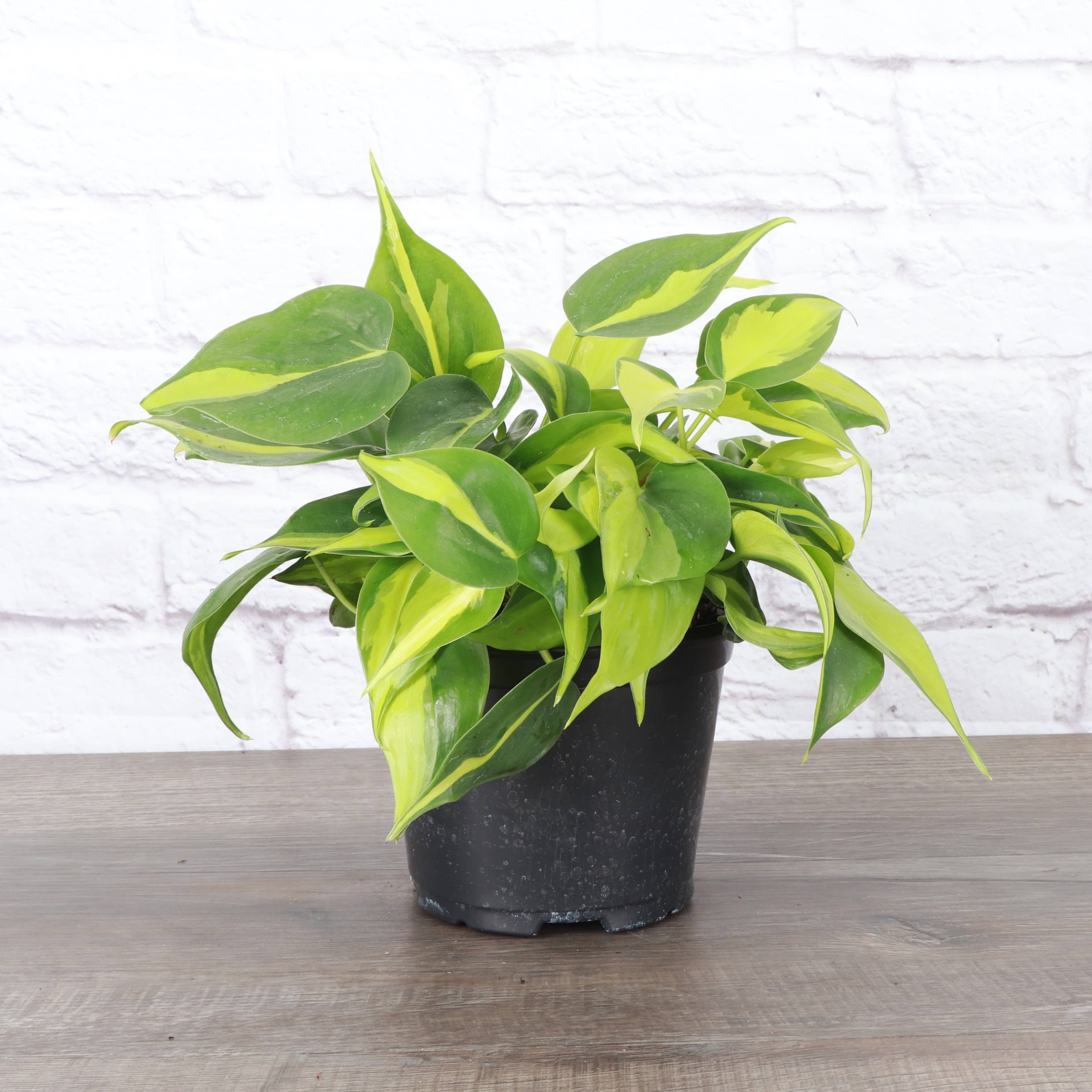 Brazil Philodendron - Live Plant