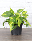 Brazil Philodendron - Live Plant