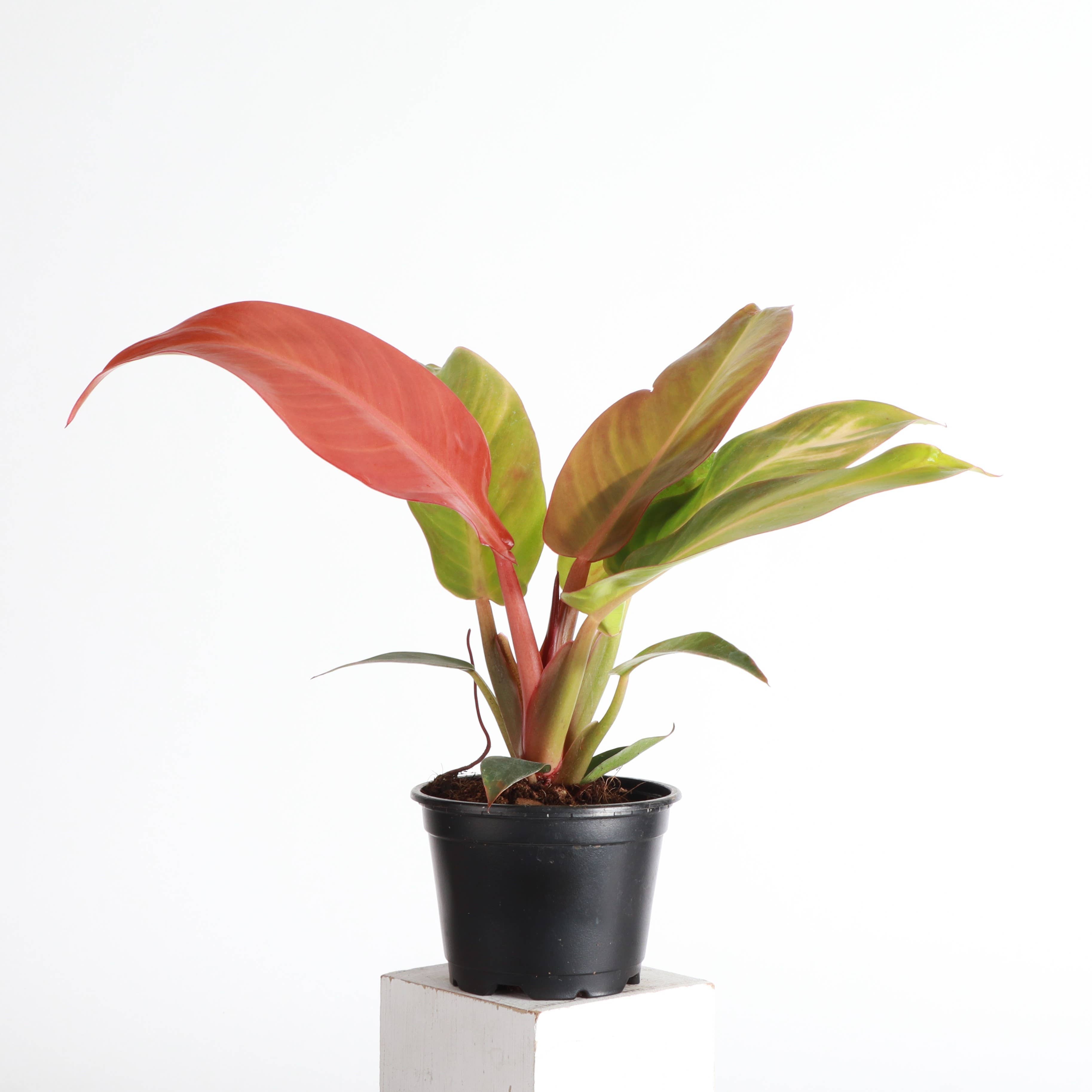 Philodendron Sun Red - 4&quot; Live Plant