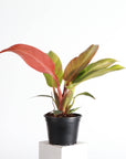 Philodendron Sun Red - 4" Live Plant