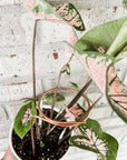 Copper Loop Plant Trellis - 6 or 9 inches: 6 inches