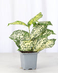 Gold Dust Dracaena - Live Plant