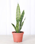 Snake 'Zeylancia',  Snake Plant - Live Plant