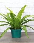 Victoria Bird's-Nest Fern - Live Plant: 4" Pot