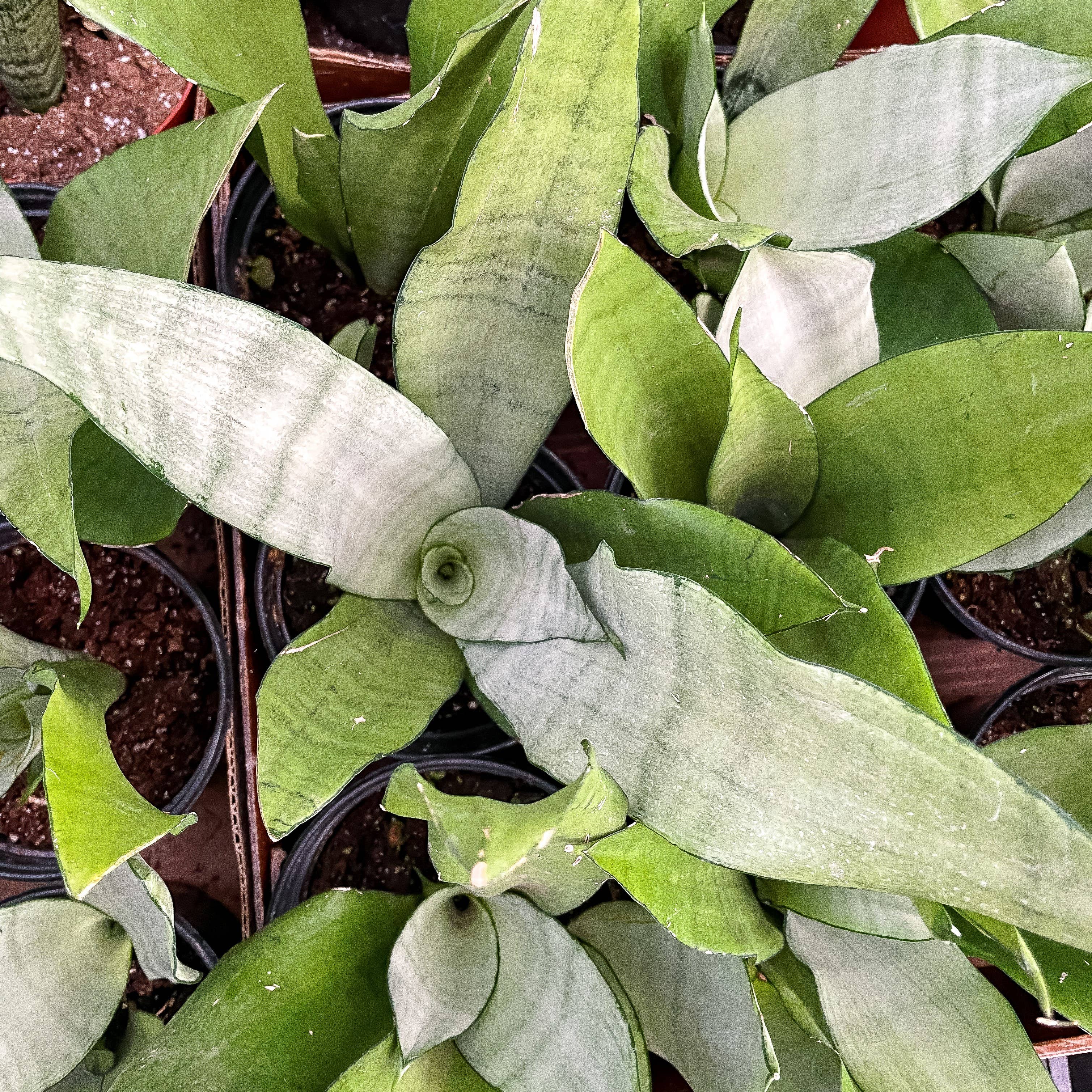 Moonshine Snake Plant - Live Plant