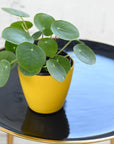 Pilea Peperomioides - 4" Live Plant