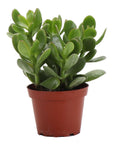 Jade Succulent Plant - Live Plant