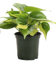 Brazil Philodendron - Live Plant