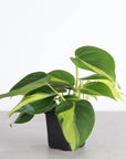 Brazil Philodendron - Live Plant: 6" Pot