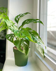 Swiss Cheese Plant, Monstera Adansonii - Live Plant: 4" Pot