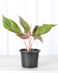 Red Siam Aglaonema -  Live Plant