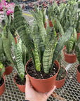 Snake 'Zeylancia',  Snake Plant - Live Plant