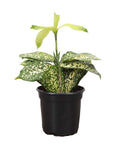 Gold Dust Dracaena - Live Plant