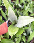 Moonshine Snake Plant - Live Plant