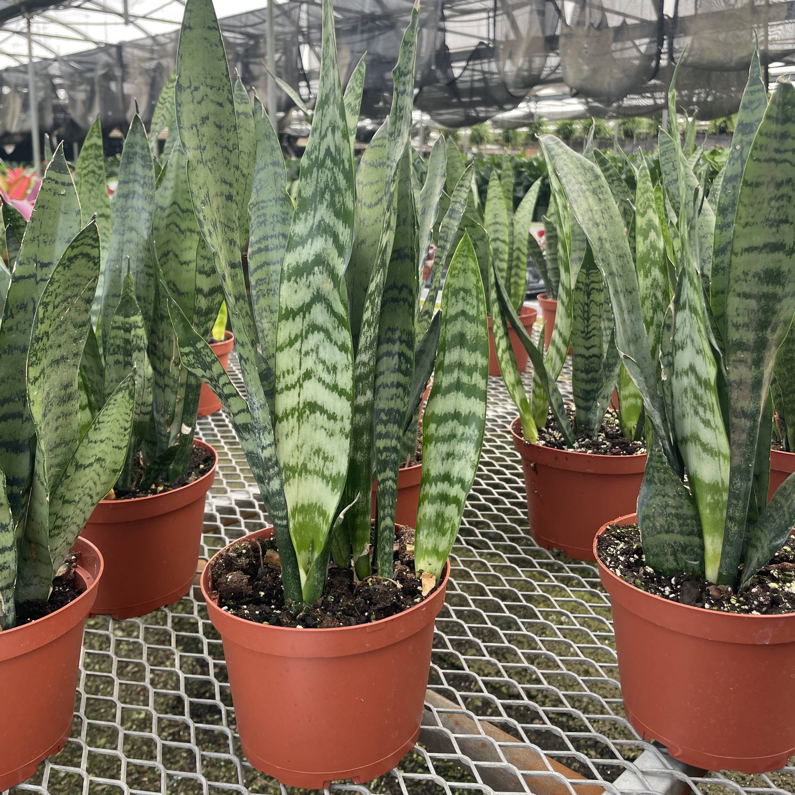 Snake &#39;Zeylancia&#39;,  Snake Plant - Live Plant