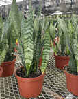 Snake 'Zeylancia',  Snake Plant - Live Plant