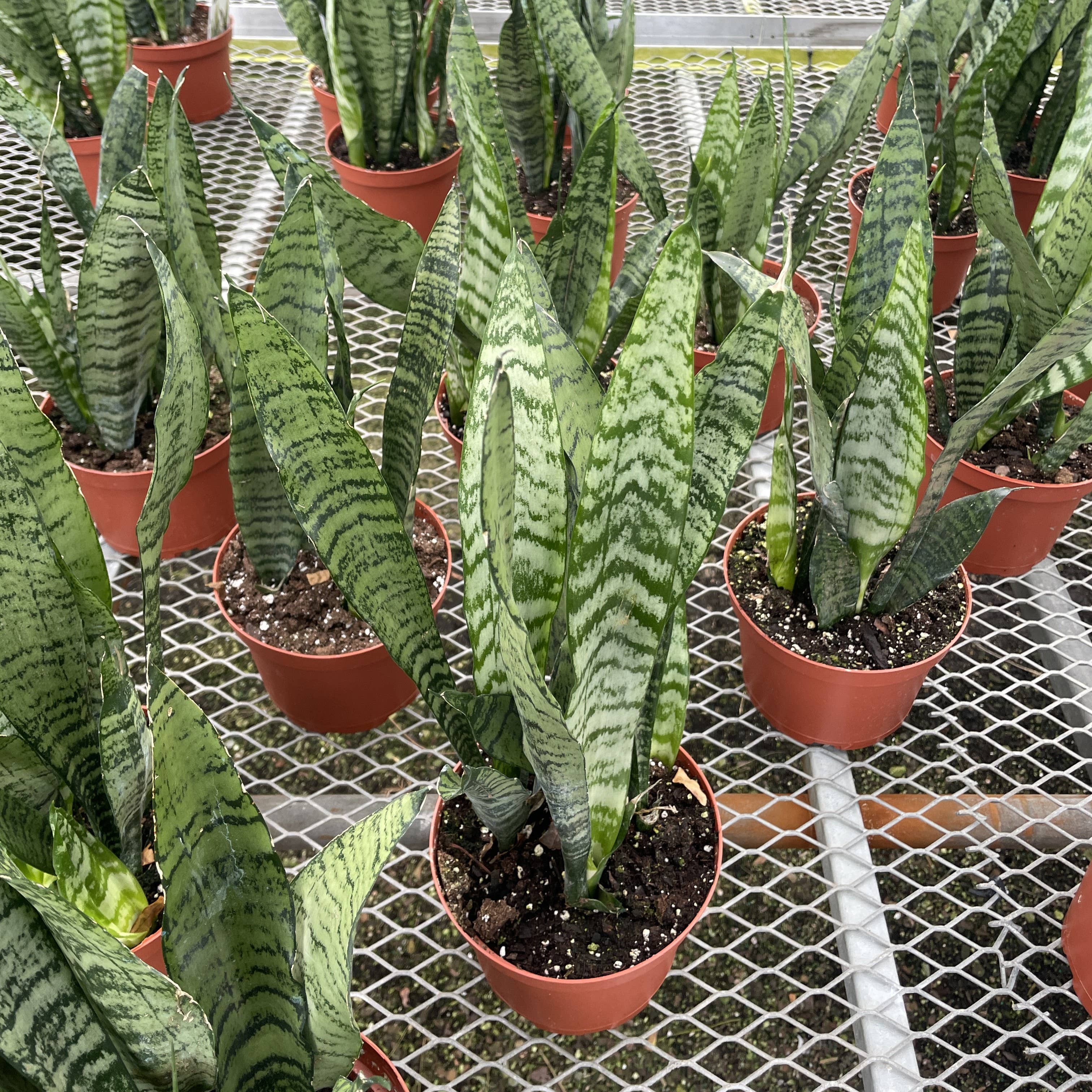 Snake &#39;Zeylancia&#39;,  Snake Plant - Live Plant