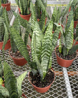 Snake 'Zeylancia',  Snake Plant - Live Plant