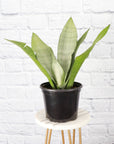 Moonshine Snake Plant - Live Plant