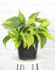 Brazil Philodendron - Live Plant