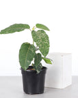 Ficus Aspera, Mosaic Fig - 4" Live Plant