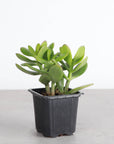 Jade Succulent Plant - Live Plant