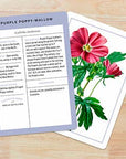 New York Botanical Garden Wildflower ID Flashcards