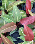 Philodendron Sun Red - 4" Live Plant