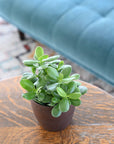 Jade Succulent Plant - Live Plant