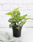 Gold Dust Dracaena - Live Plant