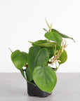 Heartleaf Philodendron - Live Plant