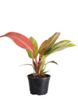 Philodendron Sun Red - 4" Live Plant