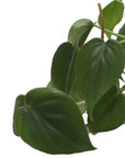 Heartleaf Philodendron - Live Plant