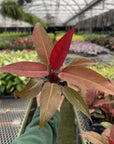 Philodendron Sun Red - 4" Live Plant