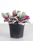 Tradescantia Nanouk - 4" Live Plant