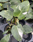 Philodendron White Princess - 4" Live Plant