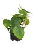 Heartleaf Philodendron - Live Plant