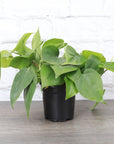 Heartleaf Philodendron - Live Plant