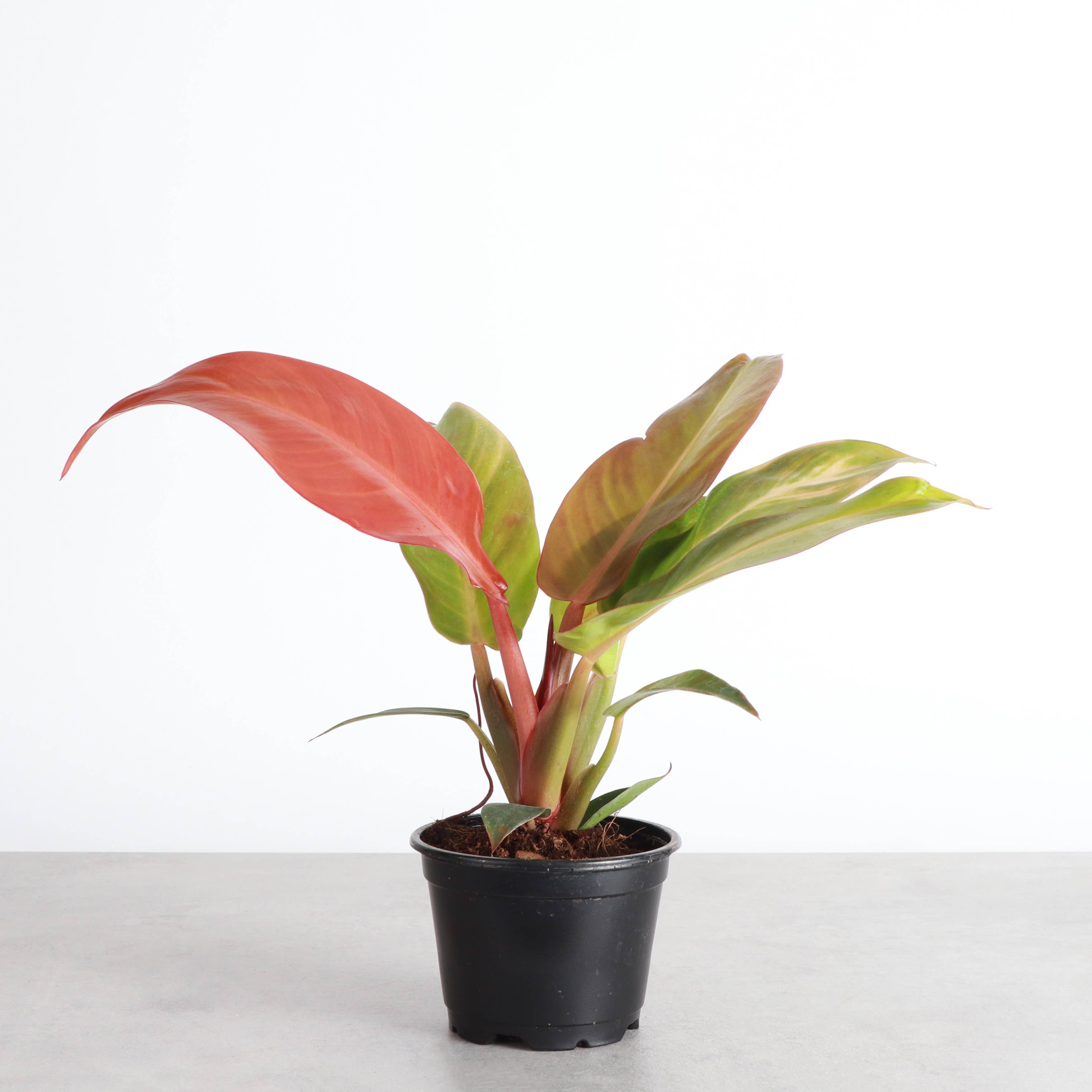 Philodendron Sun Red - 4&quot; Live Plant