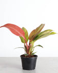 Philodendron Sun Red - 4" Live Plant