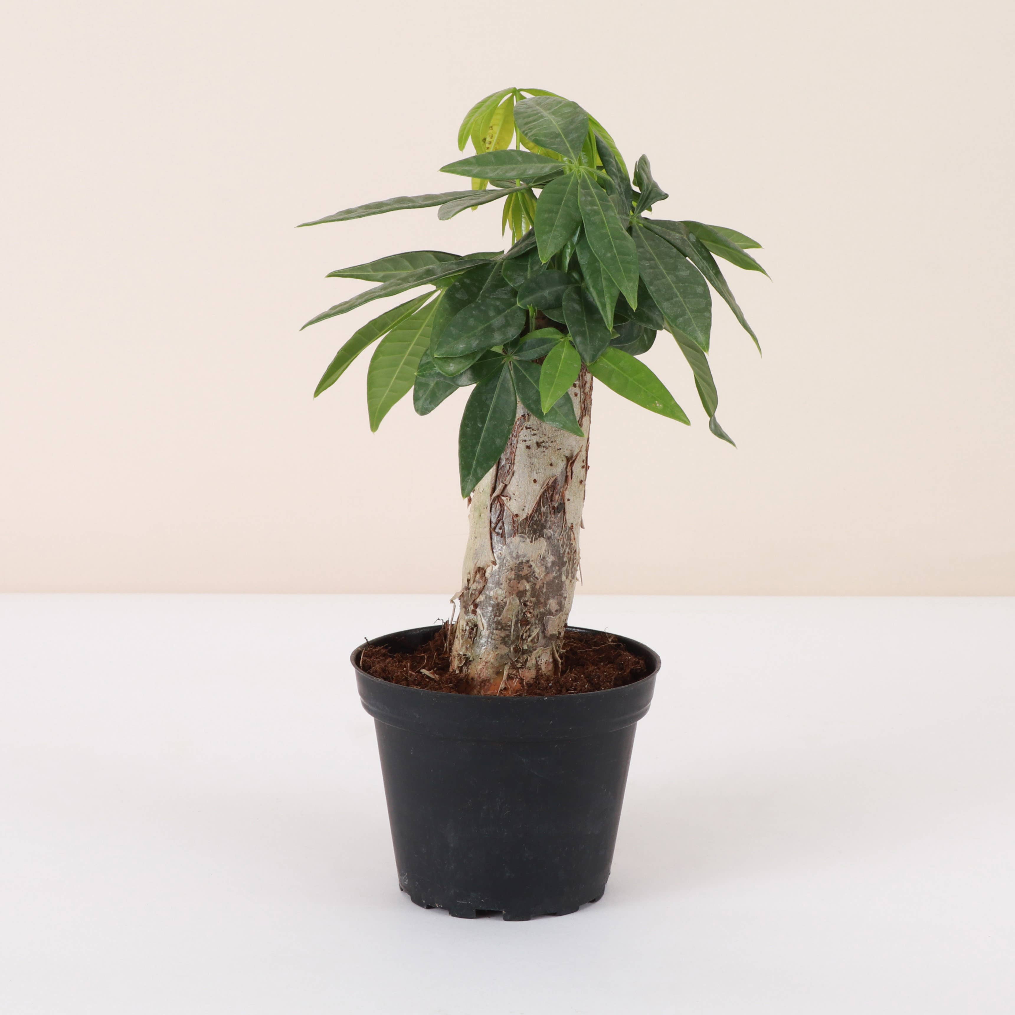 Money Tree - 4&quot; Live Plant