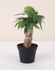 Money Tree - 4" Live Plant