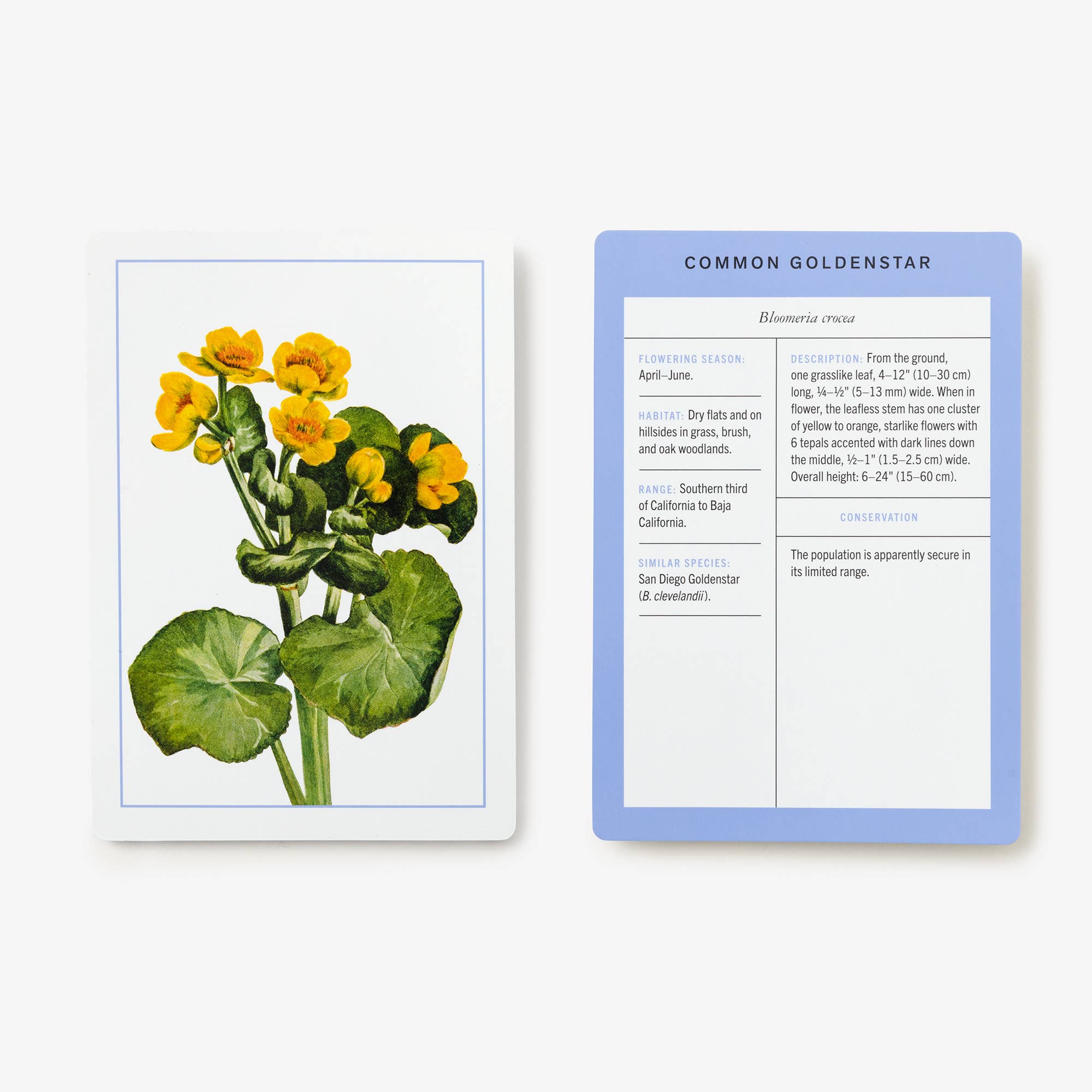 New York Botanical Garden Wildflower ID Flashcards