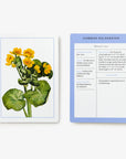 New York Botanical Garden Wildflower ID Flashcards